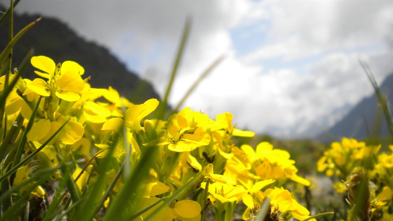 val d''Aosta 11 - Erysimum cfr. jugicola